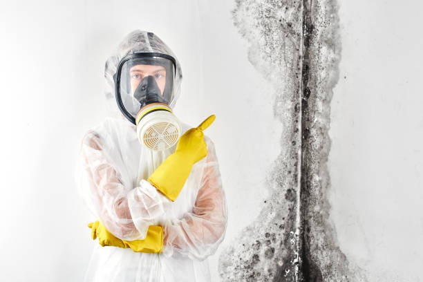 Why You Should Choose Our Mold Remediation Services in Roebling, NJ