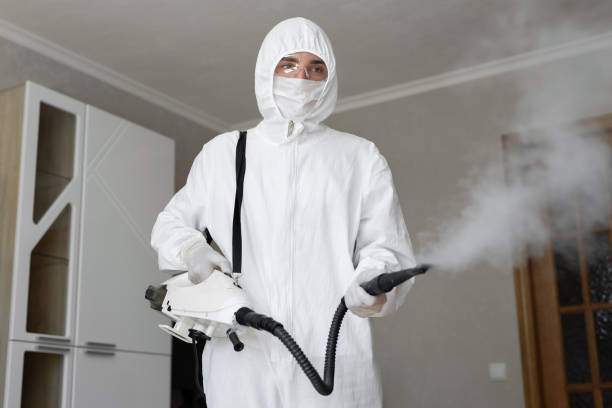 Best Black Mold Removal in Roebling, NJ